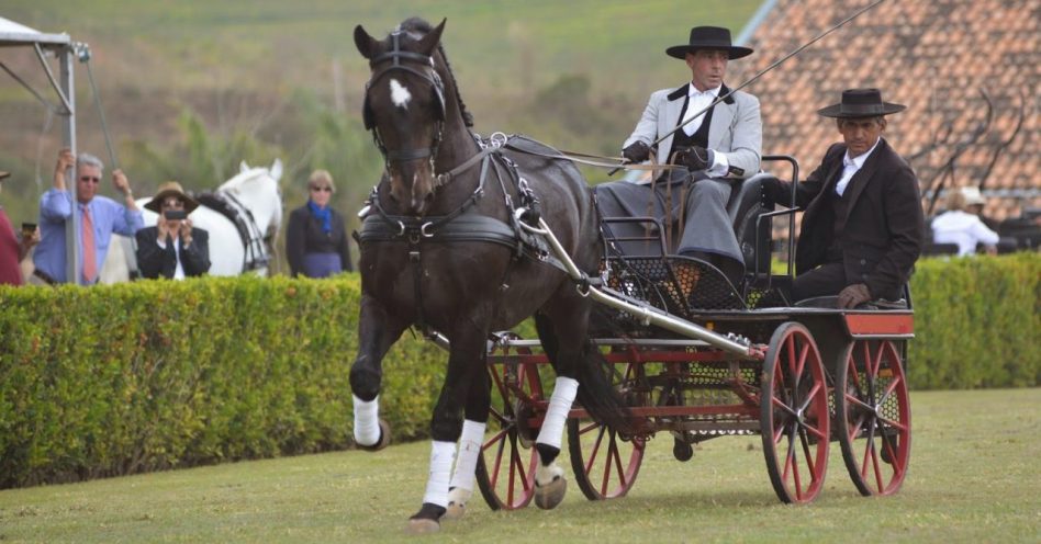 Cavalos Interagro campeões nos rankings Abrat e CBH são estrelas da ExpoCavalos