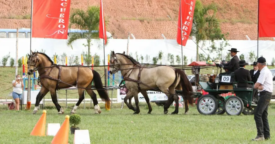 Interagro ensina o que é a atrelagem no Horse Brasil
