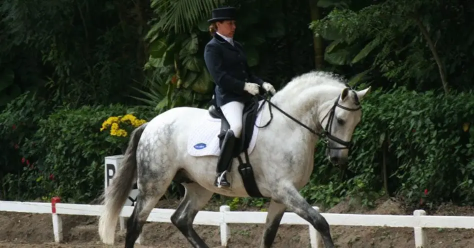 Cavalos Interagro conquistam etapas de adestramento e equitação de trabalho