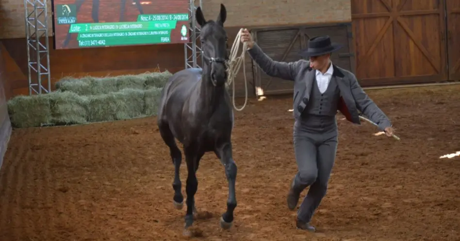 Leilão Interagro mostra força do cavalo lusitano em ambiente de pessimismo