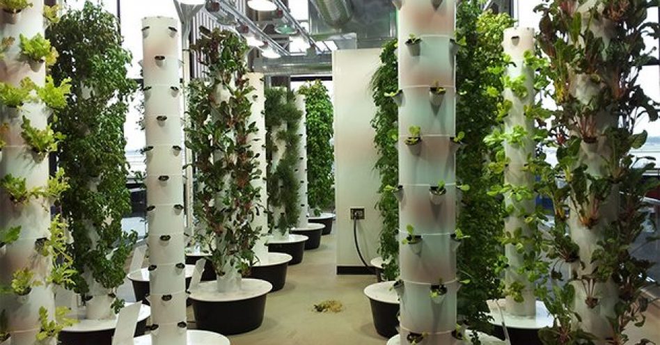 Empresa suíça propõe cultivo de alimentos orgânicos em prédios