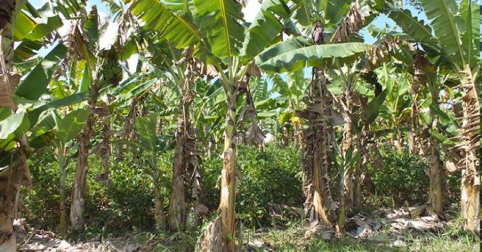 Bananeira orgânica é bom negócio para pequeno produtor