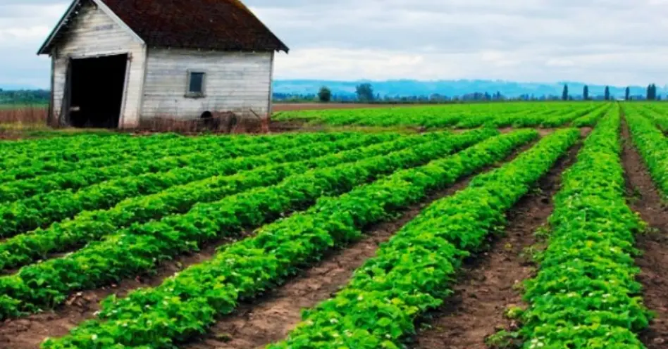 Dinamarca é o primeiro país com agricultura 100% orgânica por lei