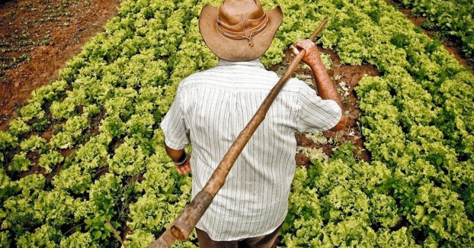 Governo de SP anuncia crédito de até R$ 500 mil para agricultor iniciar produção orgânica