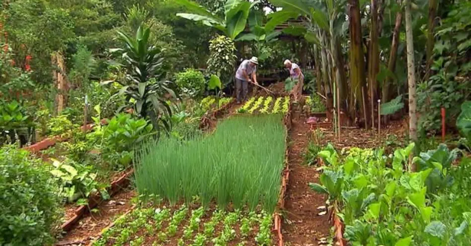 Terrenos baldios em São Paulo são transformados em hortas orgânicas