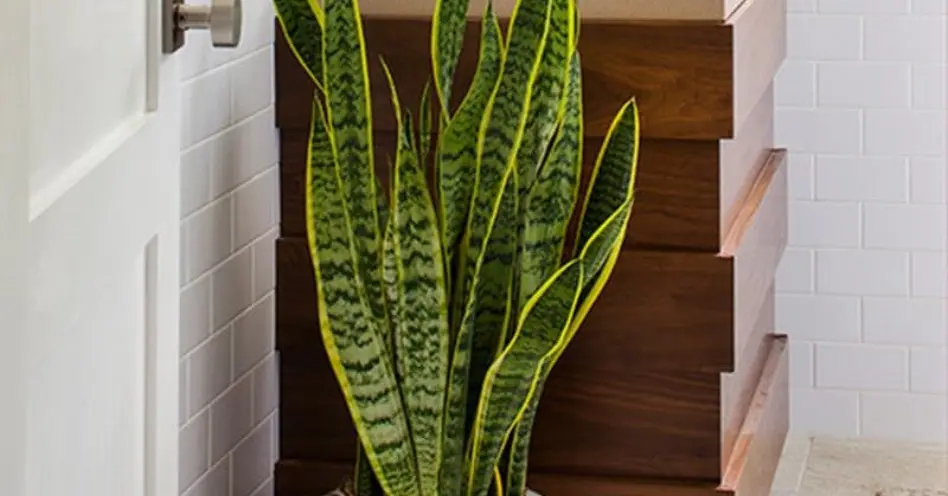 Conheça cinco espécies de plantas para banheiros