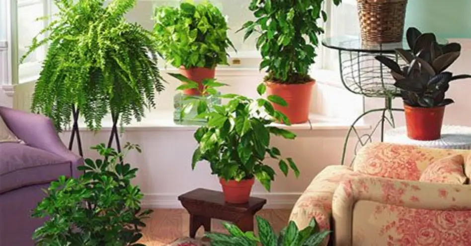Cinco plantas que filtram o ar em ambientes fechados