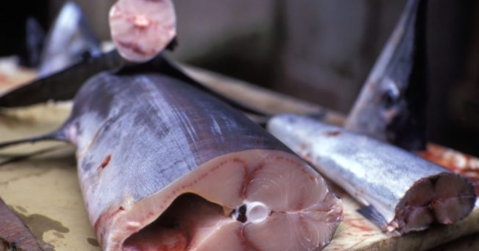 Santa Catarina responde por 20% do pescado vendido no CEAGESP