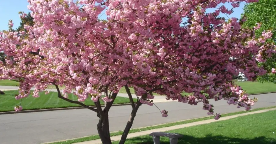 Cerejeira japonesa confere toque oriental ao ambiente