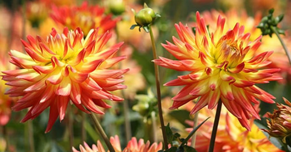 Identifique as espécies de flores mais recomendadas para o cultivo no verão