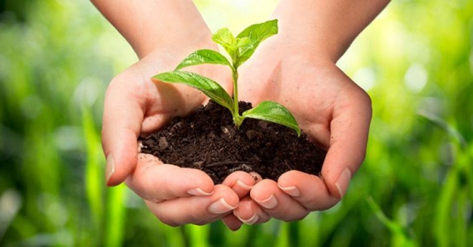 Programa ajuda agricultores de SP que ainda não têm o selo de orgânico
