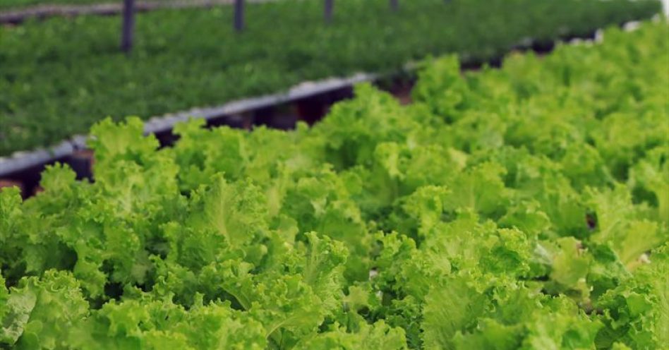 MAPA distribui documento com técnicas de cultivo de alimentos orgânicos