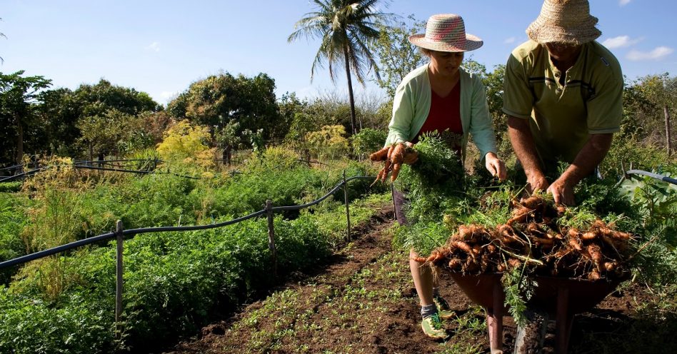 Conab abre inscrições para formação de estoques por meio de agricultura familiar