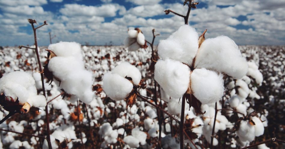 Cultivo de algodão agroecológico volta a ser incentivado no semiárido brasileiro