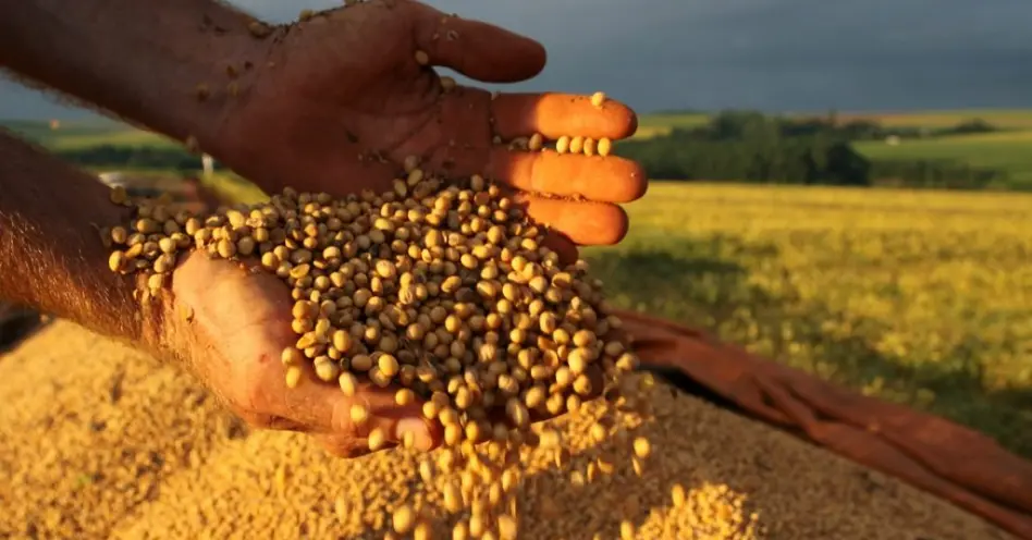 Embrapa desenvolve fertilizante orgânico nitrogenado