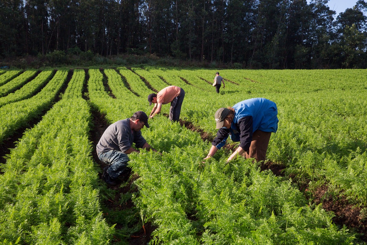 Aponte Três Exemplos Da Importância Da Agricultura Para O Brasil