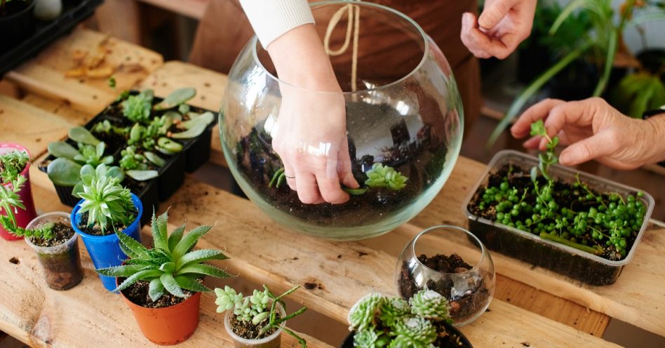 Cultivo dos mini jardins e terrários pode ser aliado da saúde mental