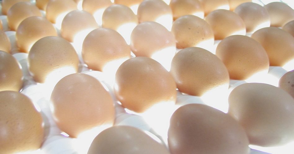 As qualidades nutricionais do ovo