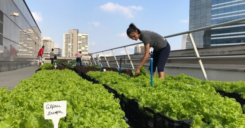 Empresária cultiva horta no telhado de empresas