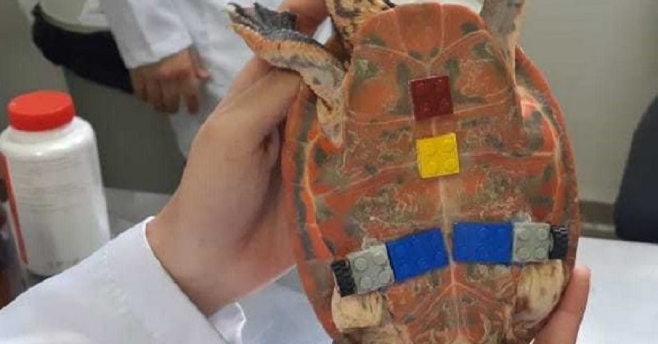 Veterinário usa peças de brinquedo como prótese para tartaruga
