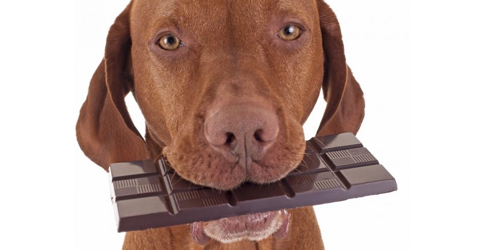 Chocolate e ovos de Páscoa são tóxicos para pets