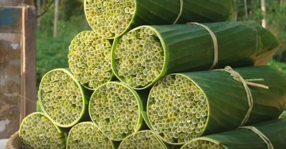 Capim vira matéria-prima para fabricação de canudos biodegradáveis