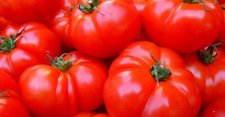 Paraná desenvolve plantio monitorado de tomate orgânico