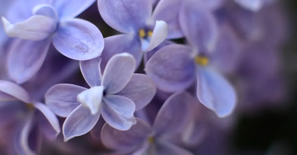 Flores precisam de cuidados especiais na Primavera