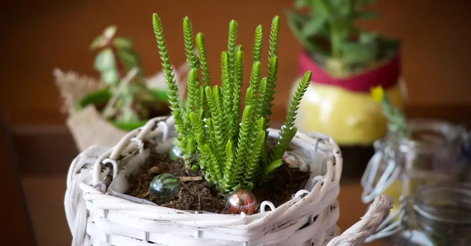 5 dicas para decorar apartamentos pequenos com plantas