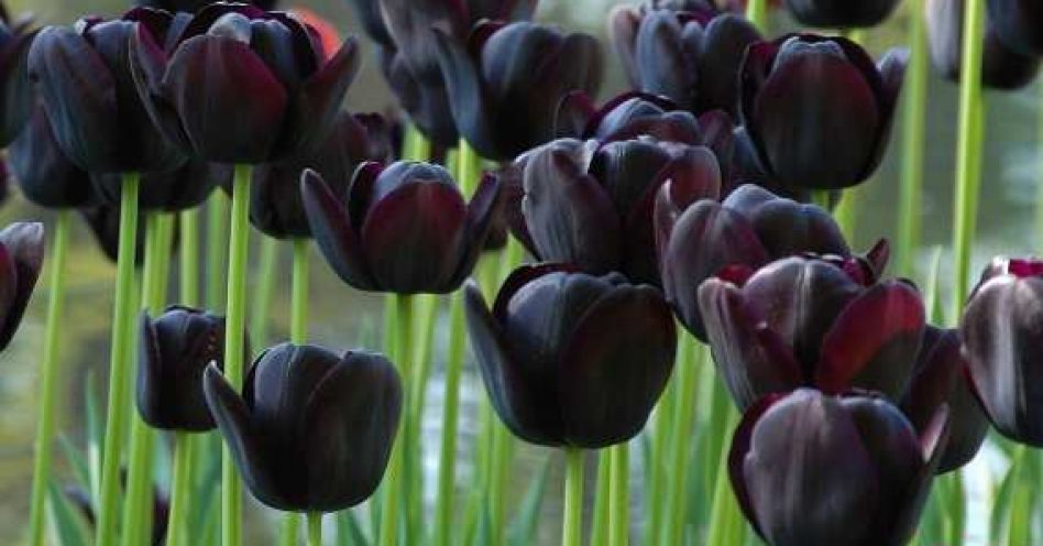 5 tipos de flores para um jardim gótico – Primeira Página