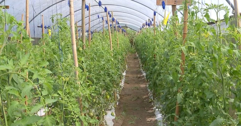 Produtores apostam no cultivo de tomates sem agrotóxicos