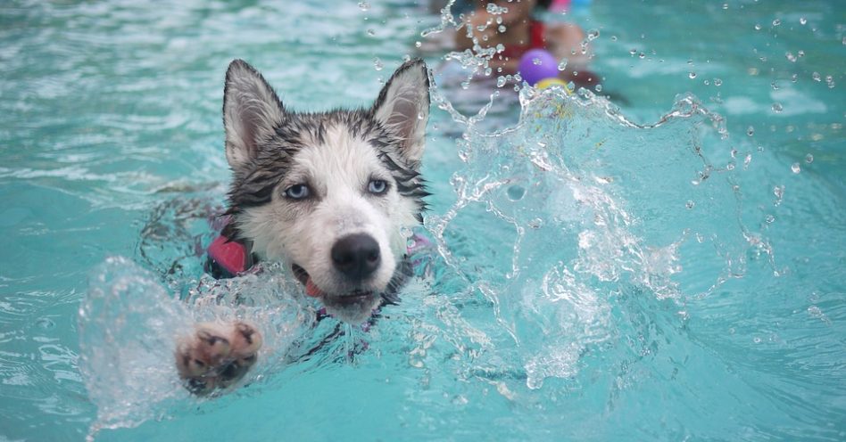 4 cuidados com os Pets na piscina